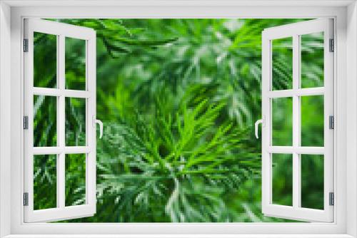 Fototapeta Naklejka Na Ścianę Okno 3D - Green Dill Leaves Background. Closeup Texture Detail. Fresh Herbs Produce