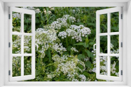 Fototapeta Naklejka Na Ścianę Okno 3D - Blooming small white flowers in the park
