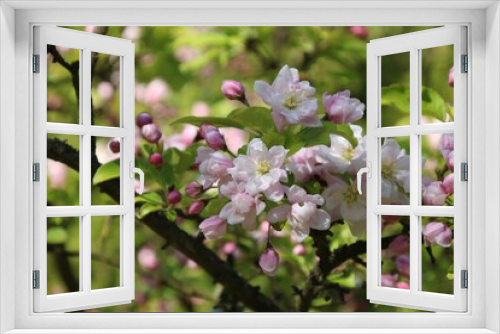 Fototapeta Naklejka Na Ścianę Okno 3D - Kwitnące drzewo owocowe