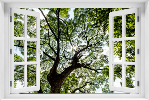 Fototapeta Naklejka Na Ścianę Okno 3D - Silhouette of the tree in the day