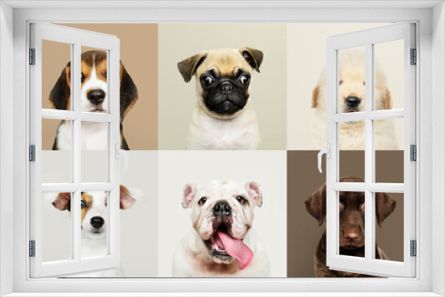 Fototapeta Naklejka Na Ścianę Okno 3D - Portrait collection of adorable puppies