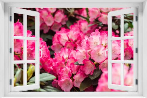 Fototapeta Naklejka Na Ścianę Okno 3D - Beautiful blooming pink bush- flowering shrubs. Pink, summer flower background. gardening. sunny day.