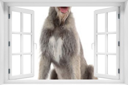 Fototapeta Naklejka Na Ścianę Okno 3D - Happy dog