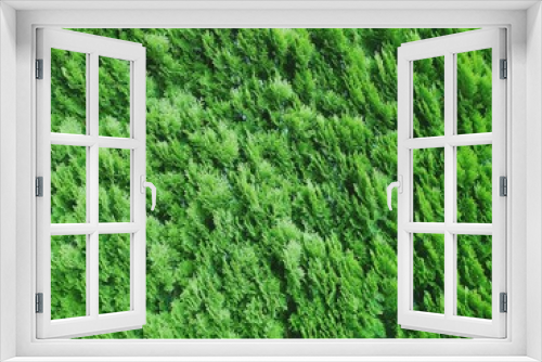 Fototapeta Naklejka Na Ścianę Okno 3D - 緑のコニファーの生垣