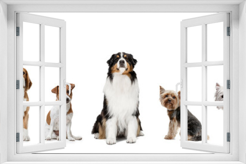 Fototapeta Naklejka Na Ścianę Okno 3D - Art collage made of funny dogs different breeds posing isolated over white studio background. Look happy, delighted.