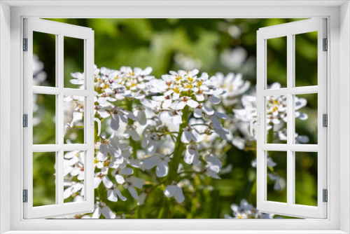 Fototapeta Naklejka Na Ścianę Okno 3D - White Flowers in the Spring