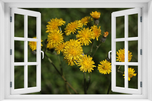 Fototapeta Naklejka Na Ścianę Okno 3D - Yellow wildflowers in the meadow in summer