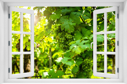 Fototapeta Naklejka Na Ścianę Okno 3D - Bunch of green grapes hanging on vines inside the vineyard.