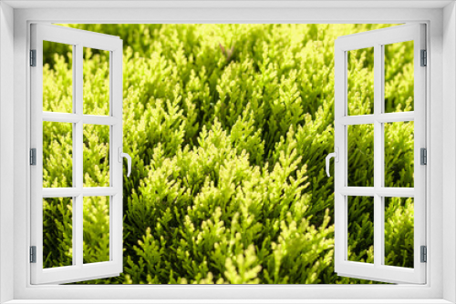 Fototapeta Naklejka Na Ścianę Okno 3D - Close up image of an evergreen plant under the bright sunlight