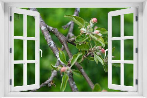 Fototapeta Naklejka Na Ścianę Okno 3D - apple tree buds