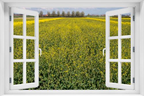 Fototapeta Naklejka Na Ścianę Okno 3D - Botanical collection, Rapeseed Brassica napus bright-yellow flowering plant, cultivated for its oil-rich seed, source of vegetable oil and protein meal.