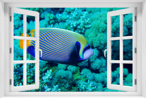 Fototapeta Naklejka Na Ścianę Okno 3D - Emperor Angelfish (Pomacanthus imperator) Red Sea