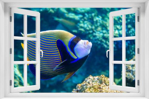 Fototapeta Naklejka Na Ścianę Okno 3D - Emperor Angelfish (Pomacanthus imperator) Red Sea