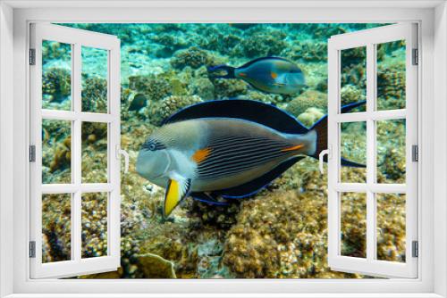 Fototapeta Naklejka Na Ścianę Okno 3D - Close-up view of a Sohal surgeonfish - coral fish, Acanthurus sohal 