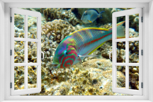 Fototapeta Naklejka Na Ścianę Okno 3D - Coral fish - Wrasse -Thalassoma Klunzingeri,  Red Sea
