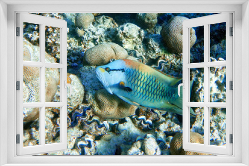 Fototapeta Naklejka Na Ścianę Okno 3D - Slingjaw wrasse (epibulus insidiator)  in the Red Sea 