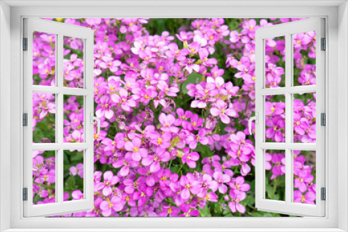 Fototapeta Naklejka Na Ścianę Okno 3D - Aubrieta small violet or purple flowers. Spring floral background.