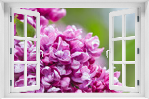 Fototapeta Naklejka Na Ścianę Okno 3D - beautiful lilac flowers in a spring garden