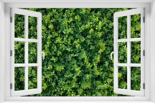 Fototapeta Naklejka Na Ścianę Okno 3D - green  wall