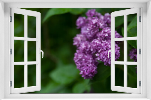 Fototapeta Naklejka Na Ścianę Okno 3D - Beautiful purple lilac flowers soft background.  (Syringa vulgaris)