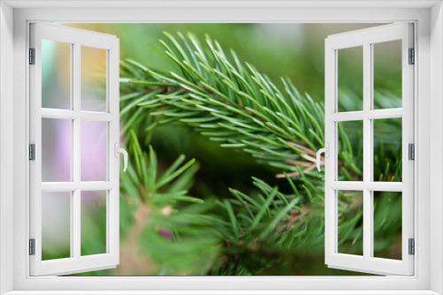 Fototapeta Naklejka Na Ścianę Okno 3D - Background of green fir branches for Christmas New Year celebration greeting card design