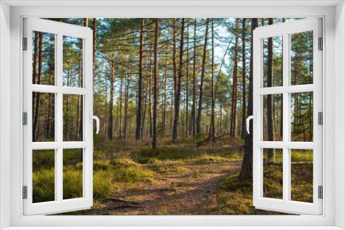 Fototapeta Naklejka Na Ścianę Okno 3D - The landscape around the pathway on an early spring morning. Rabivere bog (also known as Hagudi bog) in Rapla County, a popular natural attraction in Estonia, tourist ecological trail. Selective focus