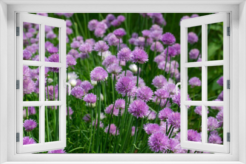Fototapeta Naklejka Na Ścianę Okno 3D - Full frame texture background view of a field of fresh blooming chive flowers (allium schoenoprasum) with purple and pink blossoms and edible green leaves