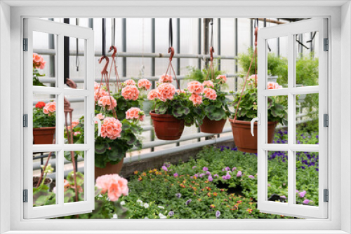 Fototapeta Naklejka Na Ścianę Okno 3D - Blooming season in hothouse with blossoming houseplants in pot hanging. Farming greenery seedling of decorative outdoor and indoor plants in glasshouse. Agricultural and gardening business concept