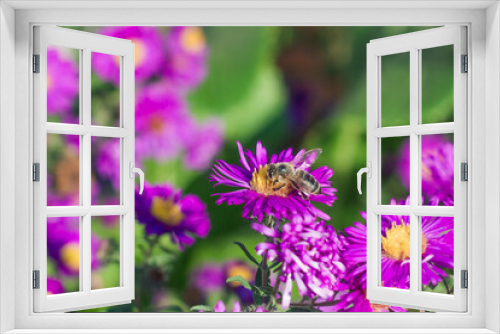 Fototapeta Naklejka Na Ścianę Okno 3D - bee on a flower