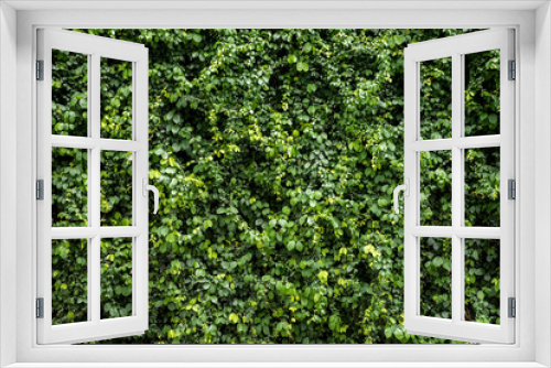 Fototapeta Naklejka Na Ścianę Okno 3D - Green leaf wall texture background. Vine on the wall. Nature of green plants. Environmental freshness wallpaper concept.