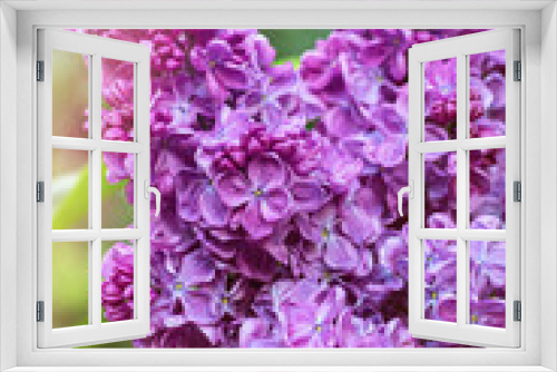 Fototapeta Naklejka Na Ścianę Okno 3D - Branch lilac. Close-up. Outdoor. Vertical
