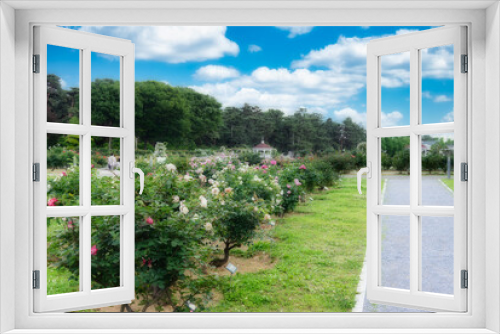 Fototapeta Naklejka Na Ścianę Okno 3D - 快晴の空の下で、咲き誇る美しいバラたちの風景