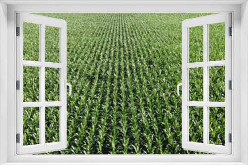 Fototapeta Naklejka Na Ścianę Okno 3D - Extensive corn fields, top view. Green farm fields, landscape.