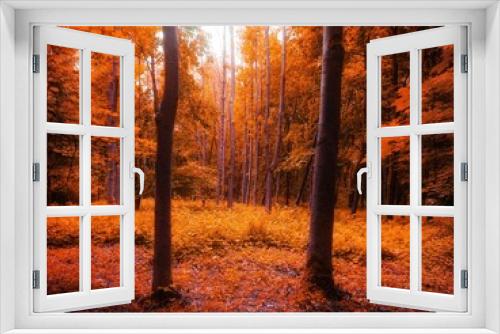 Fototapeta Naklejka Na Ścianę Okno 3D - Autumn forest in the morning, a magical place, yellow and orange leaves on the trees. Autumn colors in the park. Beautiful nature for the background. 