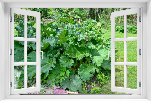 Fototapeta Naklejka Na Ścianę Okno 3D - big rhubarb plant in vegetable patch in may