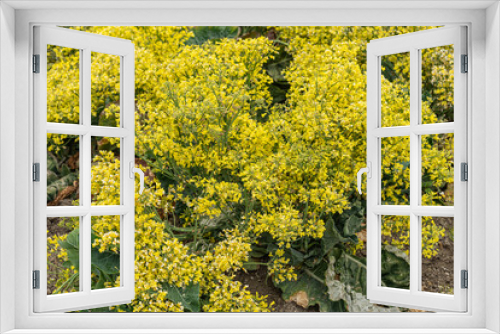 Fototapeta Naklejka Na Ścianę Okno 3D - Lompoc, CA, USA - May 26, 2021: Closeup of yellow blooming cauliflower plants, raised for seeds.