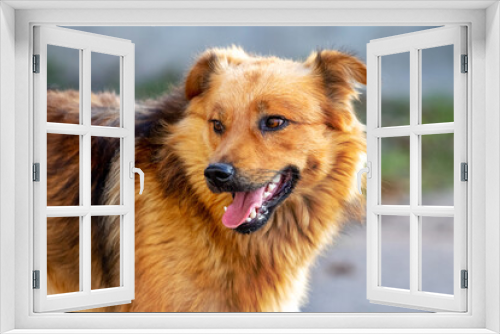 Fototapeta Naklejka Na Ścianę Okno 3D - Brown shaggy dog with open mouth on blurred background