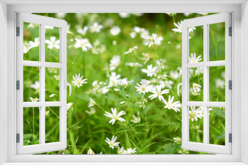 Fototapeta Naklejka Na Ścianę Okno 3D - small white wild flowers on a background of green grass, soft blur