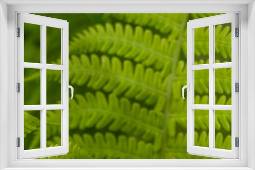 Fototapeta Naklejka Na Ścianę Okno 3D - Green background. The leaves of the fern.