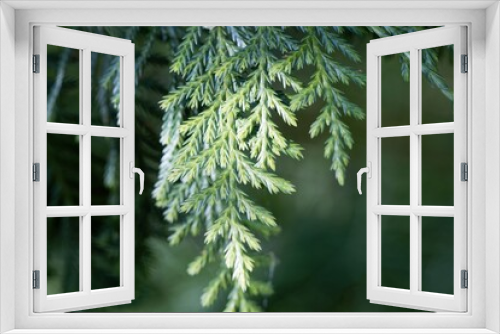 Fototapeta Naklejka Na Ścianę Okno 3D - Branches of a Nootka ceder, Cupressus nootkatensis
