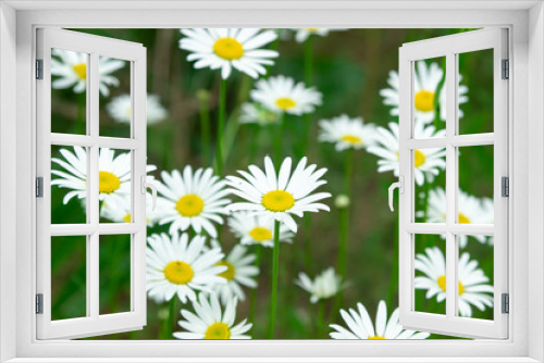 Fototapeta Naklejka Na Ścianę Okno 3D - Chamomile in the grass. Blooming daisies in nature. Natural background.