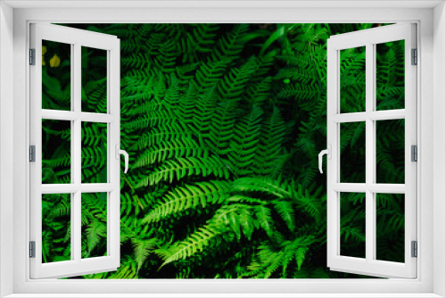 Fototapeta Naklejka Na Ścianę Okno 3D - シダ植物 