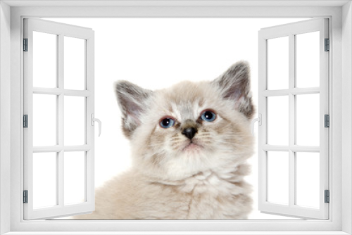 Fototapeta Naklejka Na Ścianę Okno 3D - Cute kitten on white