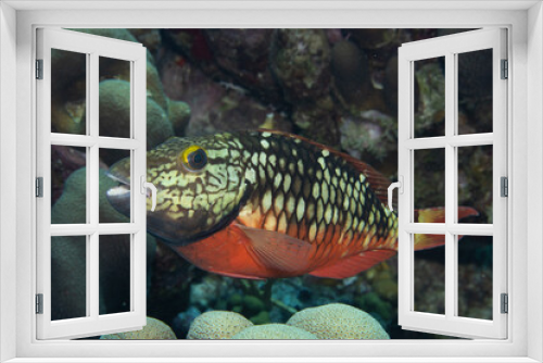 Fototapeta Naklejka Na Ścianę Okno 3D - Stoplight Parrotfish on Caribbean Coral Reef
