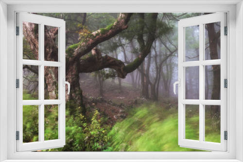 Fototapeta Naklejka Na Ścianę Okno 3D - Misty forest. Foggy forest in a gloomy landscape