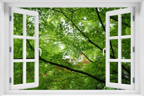 Fototapeta Naklejka Na Ścianę Okno 3D - 新緑が綺麗な季節になりました