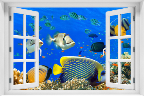 Fototapeta Naklejka Na Ścianę Okno 3D - Tropical Fish and Coral Reef - panorama