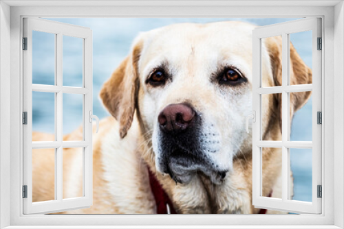 Fototapeta Naklejka Na Ścianę Okno 3D - labrador retriever dog in a red collar