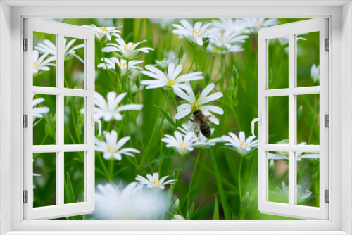 Fototapeta Naklejka Na Ścianę Okno 3D - the bee is sitting on Stellaria holostea. delicate forest flowers of the chickweed, Echte Sternmiere. floral background. white flowers on a natural green background. close-up insect, honey bee