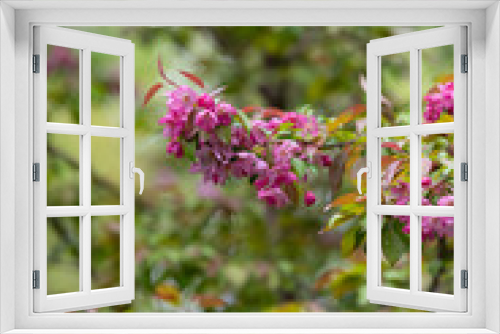 Fototapeta Naklejka Na Ścianę Okno 3D - May Flower